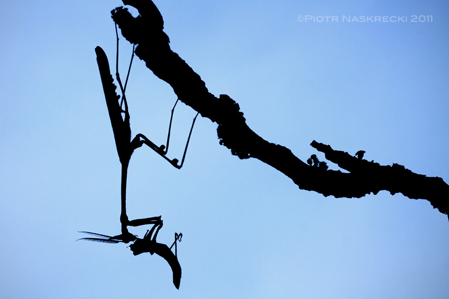 The Cape empusid mantis (Hemiempusa capensis) devouring a grasshopper.