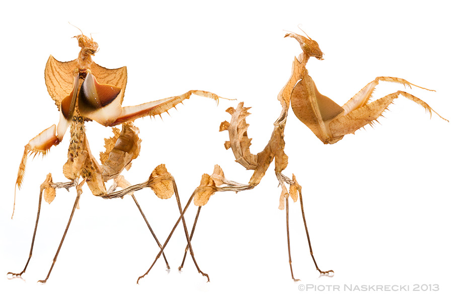 Nymphs of the Devil's mantis (Idolomantis diabolica) resemble dry, shriveled leaves, which allows them to blend among the vegetation, where they hunt fast flying insects. Interestingly, this species is not interested in slower insects and those that walk or crawl on the vegetation – the prey must be flying really fast to elicit this predator's response. (This photo shows a captive individual.)