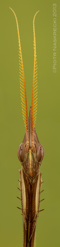A portrait of a male empusid Idolomorpha dentifrons from Gorongosa National Park, Mozambique. This photo is a composite of four vertical frames.