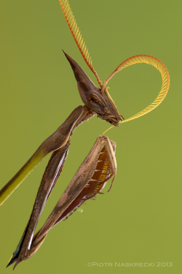 Male empusid (I. dentifrons) cleaning his pectinate antennae.