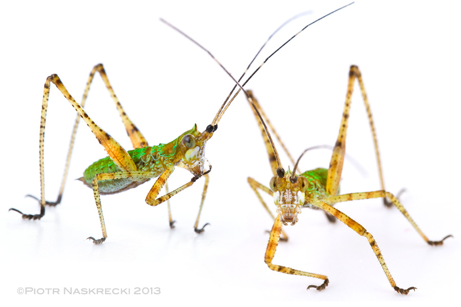Nymphs of bush katydid can be recognized by their bright, emerald green coloration and the presence of a small "cone" on the head.