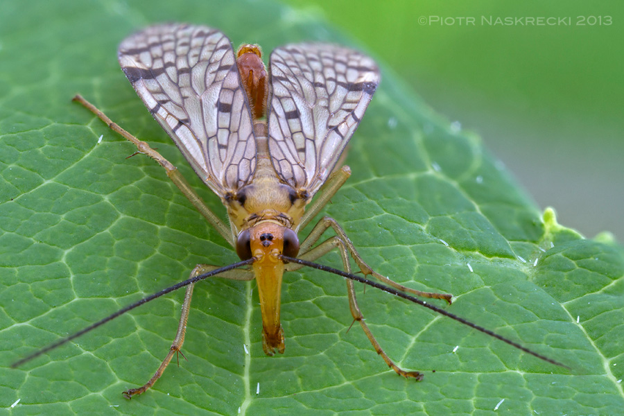 A male scorpionfly (Panorpa acuta) from Estabrook Woods, MA.