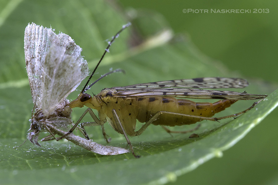 A female scorpionfly feeding on a dead moth. Unlike their close relatives, hanging scorpionflies (Bittacus), members of the genus Panorpa usually feed on insect carrion rather than trying to catch live ones.