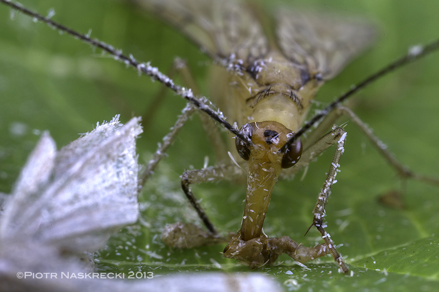 A female scorpionfly breaking off pieces of the moth's body and chewing it with her sharp mandibles.