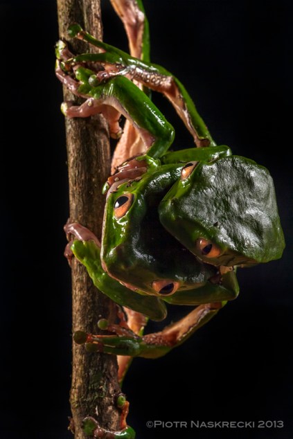 A pair of Giant leaf frogs (Phyllomedusa bicolor) from Suriname, which I mistook for a four-eyed chimera.