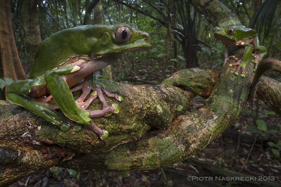 A female and a male of P. bicolor from southern Suriname.