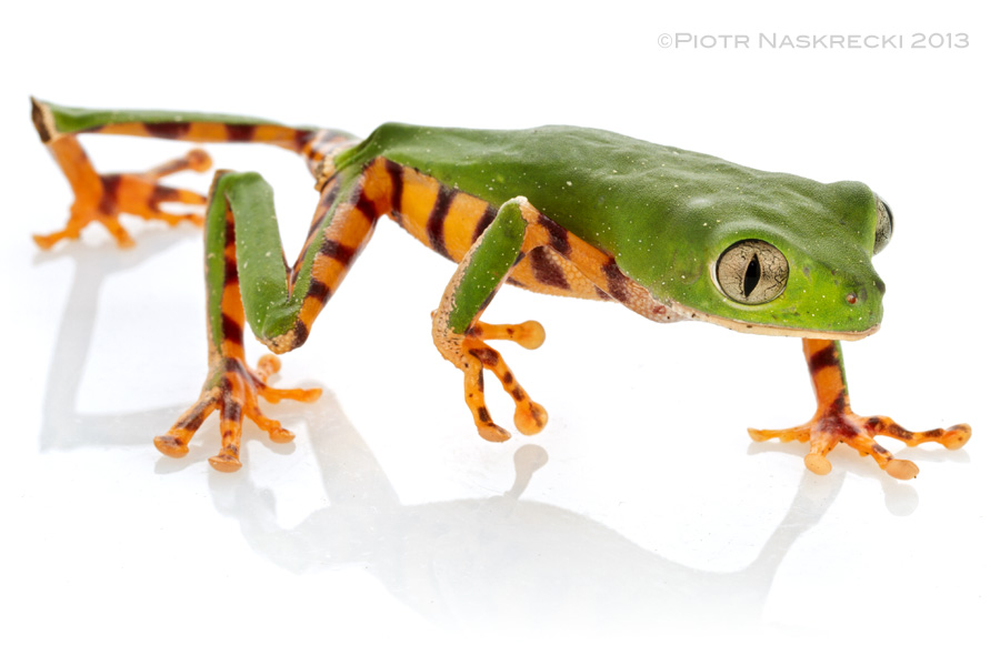 Tiger monkey frog (Phyllomedusa tomopterna) from Suriname.