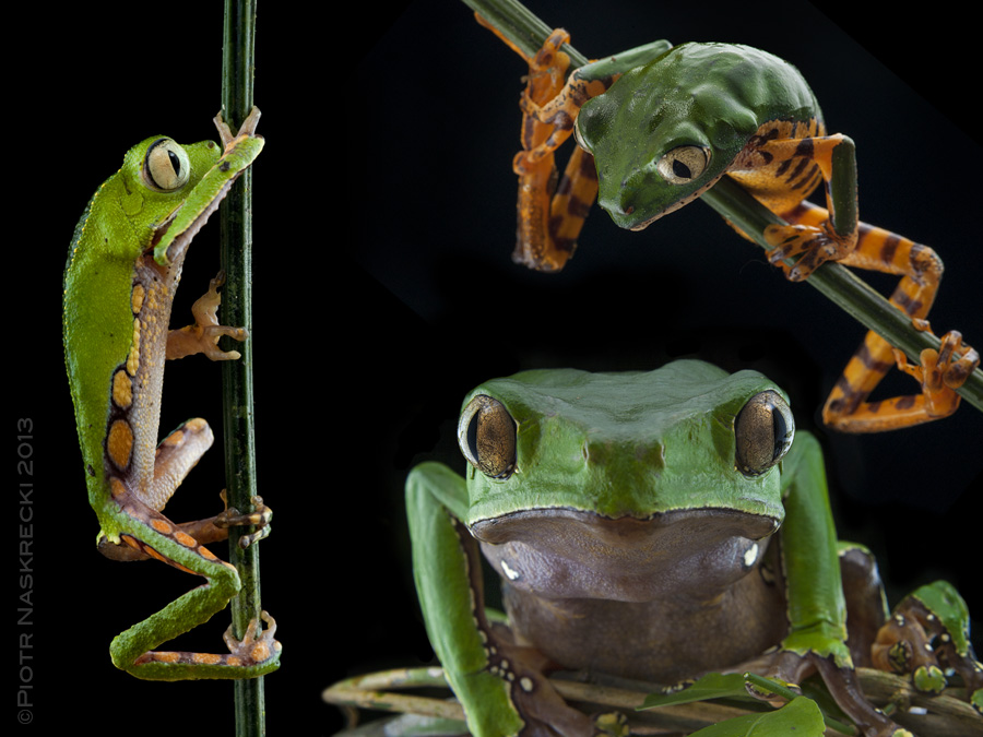 Three species of Leaf frogs (Phyllomedusa) found in Suriname (from the left clockwise): P. vaillantii, P. tomopterna, and P. bicolor. These frogs are also known as monkey frogs, on the account of their grasping hands and the ability to run up vertical lianas.