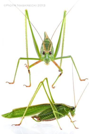 A male Treetop bush katydid (S. fasciata) from Woburn, MA.