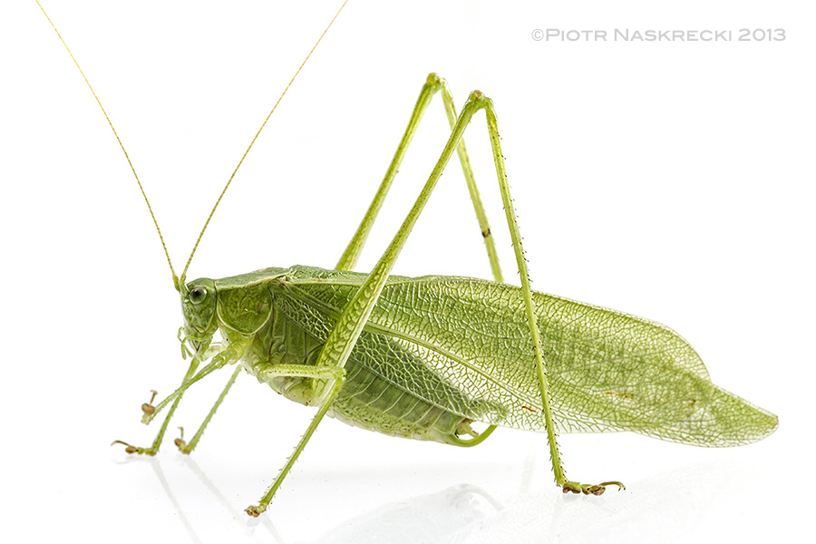The counting katydid, Scudderia pistillata – males of this species add one syllable to each subsequent "click", and the male with the highest number of syllables has the highest chance of attracting a female. This individual is from Sanbornville, NH.