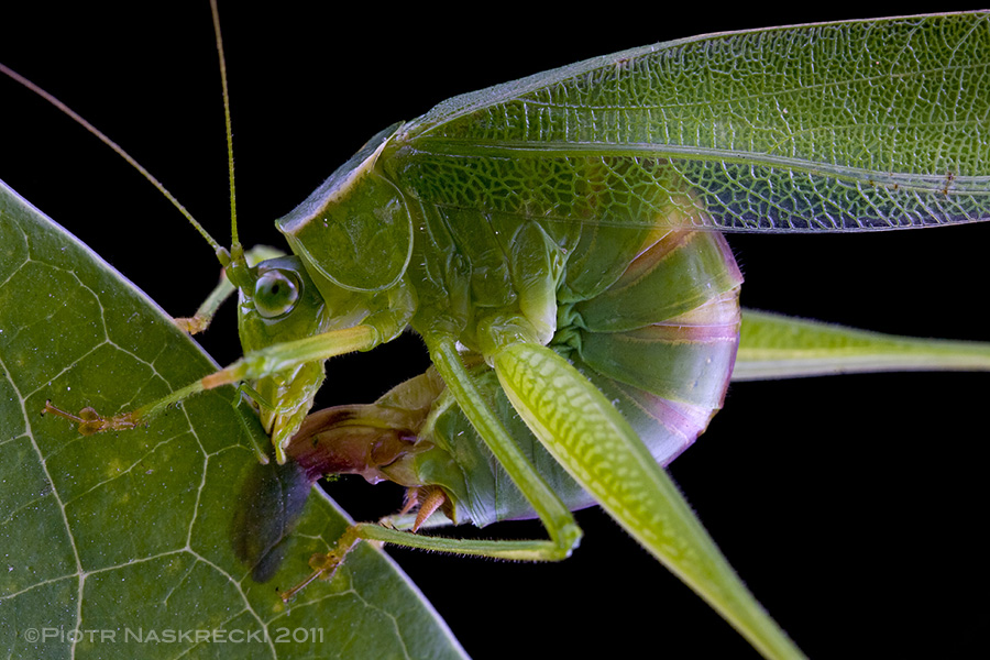 A female Fork-tailed bush katydid (S. furcata) from Boston ovipositing between the two layers of a leaf's epidermis.
