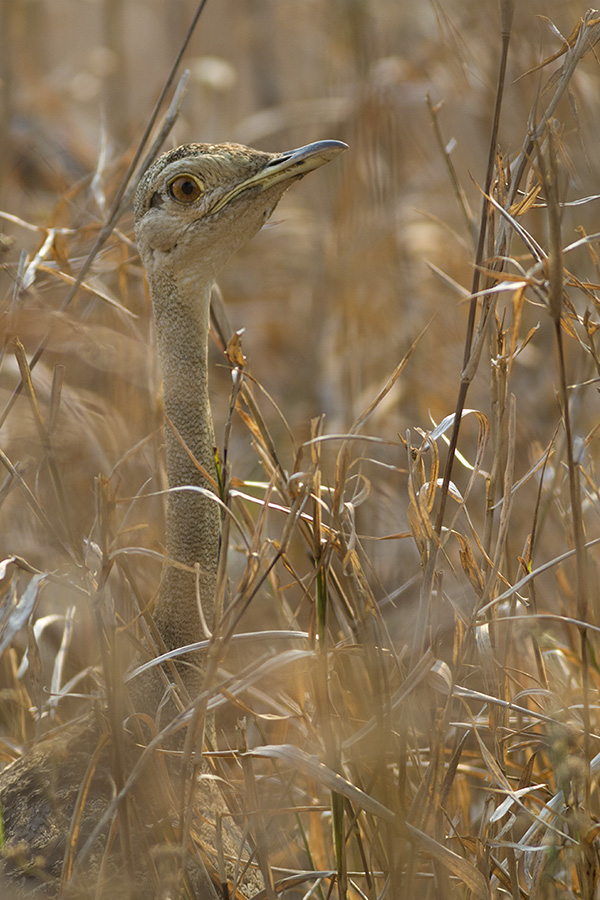Conehead katydids' mortal enemy, the Black-bellied Bustard (Lissotis melanogaster) – I have watched this bird slowly walk in tall grass and expertly pick katydids and grasshoppers that were invisible to me.