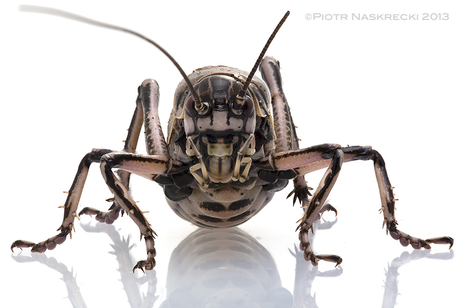 A portrait of the Greater grig (Cyphoderris monstrosa).