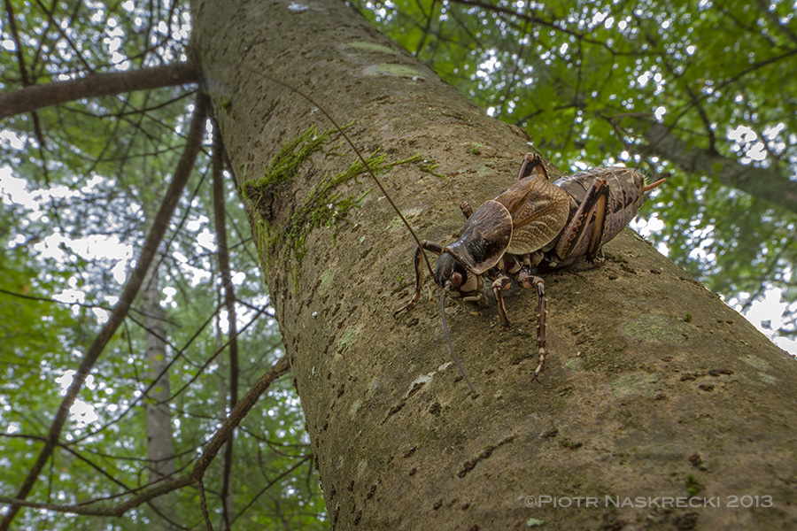 Male Greater grigs usually call while sitting upside down directly on the tree trunk, which makes it easier for females to find them. Males are highly territorial and will defend their singing perches from other males.