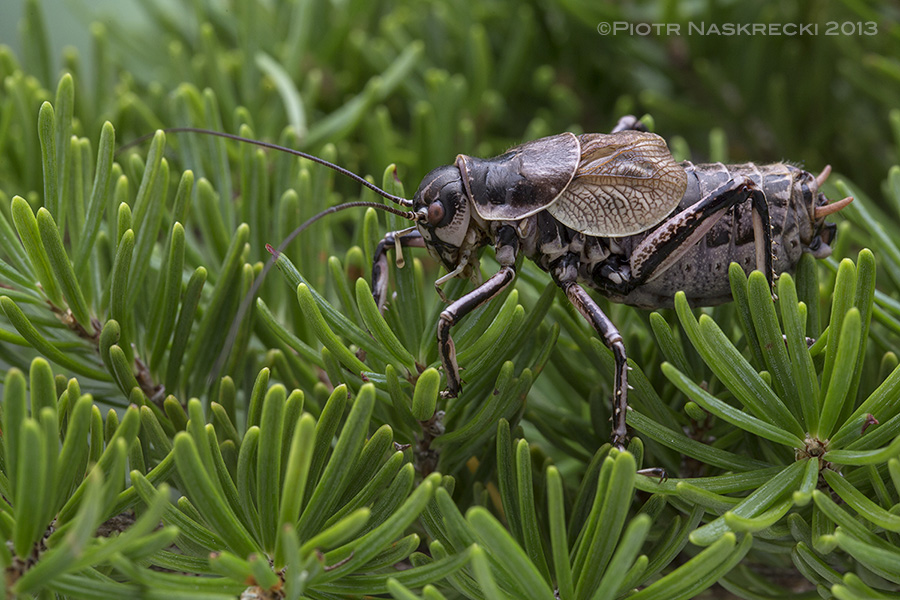 The Greater Grig (Cyphoderris monstrosa) from the Pacific Northwest.