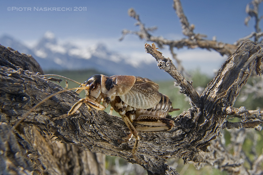 The Sagebrush grig (Cyphoderris strepitans) from Wyoming is found low to the ground in sagebrush meadows of the Rockies.