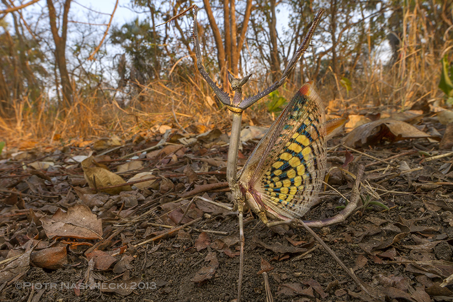 When cornered the Cat mantis rears up to make itself look bigger and flashes beautifully yellow and black hind wings that normally lie hidden under the cryptically colored front wings.