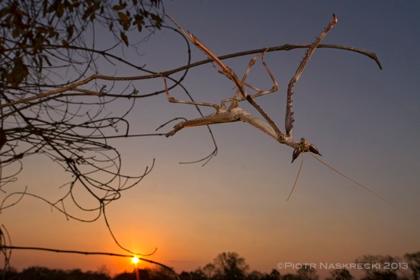 A male Cat mantis at sunset.