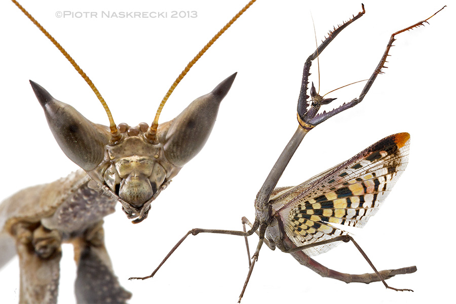 I decided to christen this impressive praying mantis (Heterochaeta orientalis) the Cat mantis, on the account of its head morphology, but even its defensive behavior reminds me of a cranky cat (is there any other kind?).