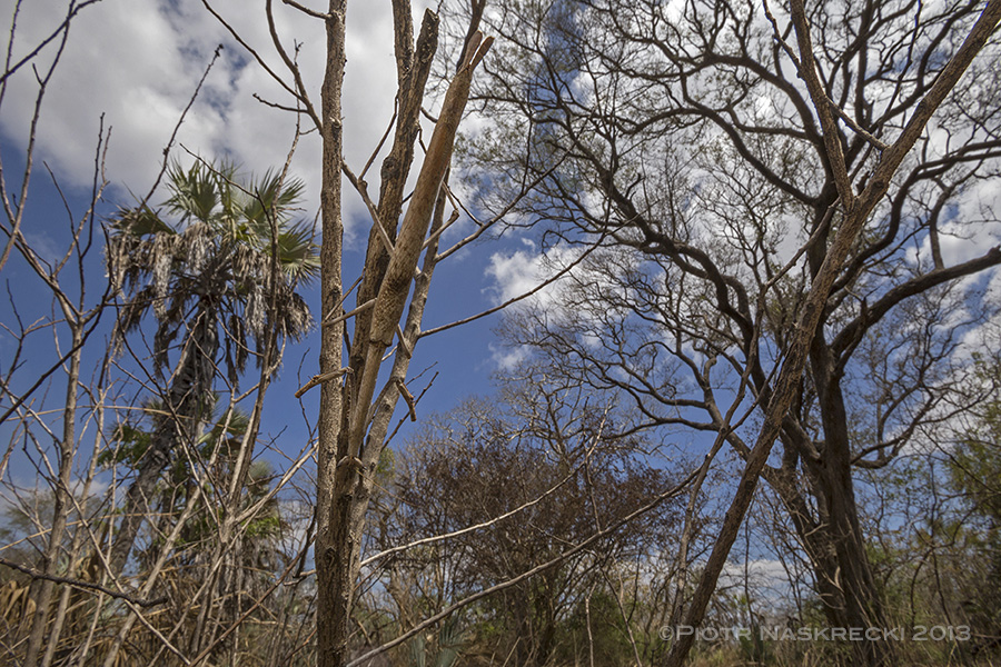 Despite his huge size, a Cat mantis (Heterochaeta orientalis) is virtually impossible to spot in its natural setting of bare branches in the woodland savanna of Gorongosa.