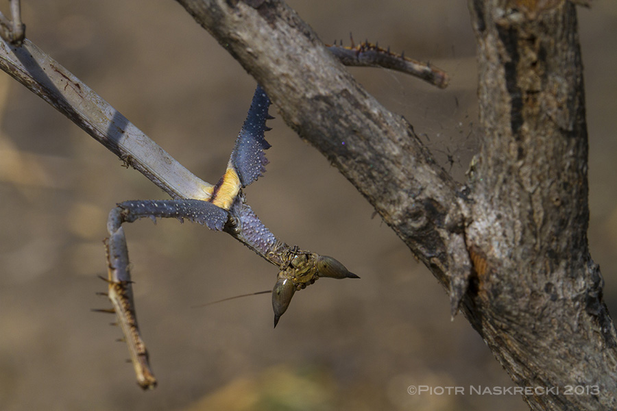 While resting on a branch the Cat mantis keeps its forelegs outstretched to the side, enhancing the illusion of being just another dead stick.
