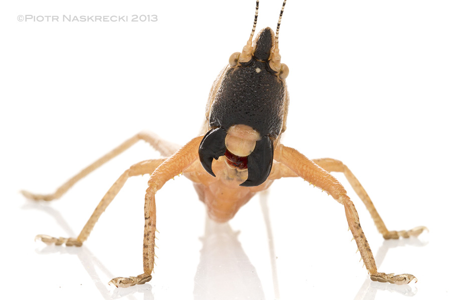 Conehead katydid Lanista annulicornis (a.k.a. L. africana) showing its huge, sharp mandibles designed for cutting and crushing grass seeds. They also do an admirable job on human skin.