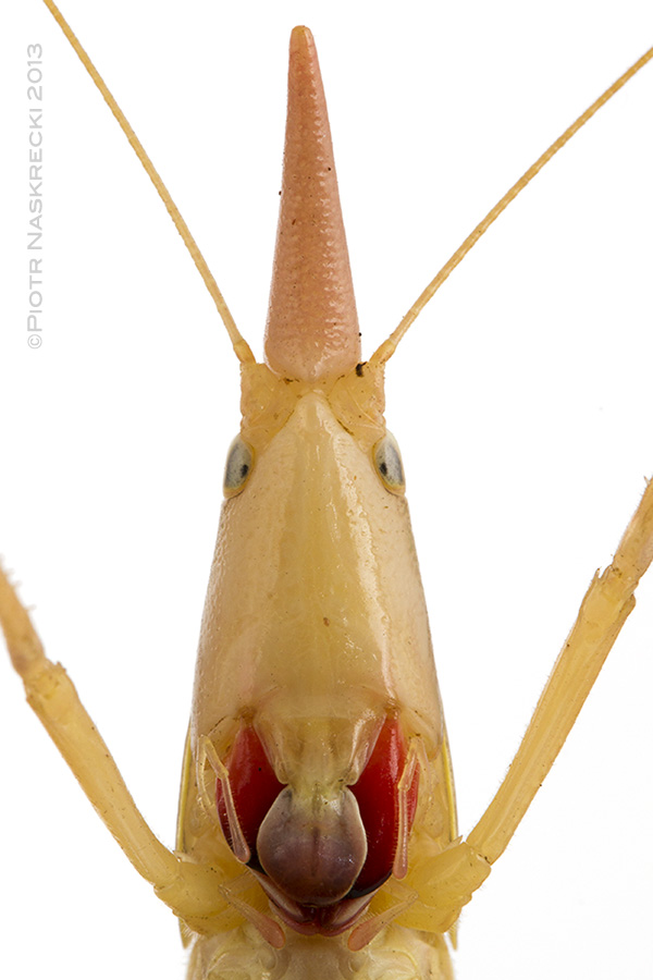 The large, elongate head of the conehead katydid Pseudorhynchus hastifer hides powerful grinding muscles and help this animal blend in among blades of grass.