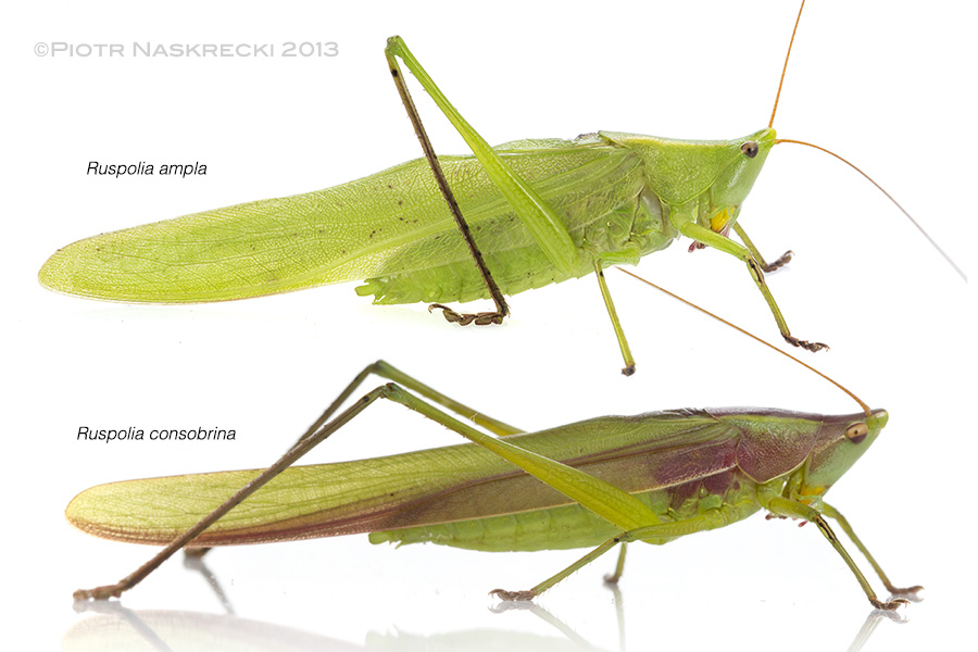 The genus Ruspolia is represented in Gorongosa by at least six species, some of which may be new to science. R. consobrina is one of few katydids that are routinely eaten by people in Africa.