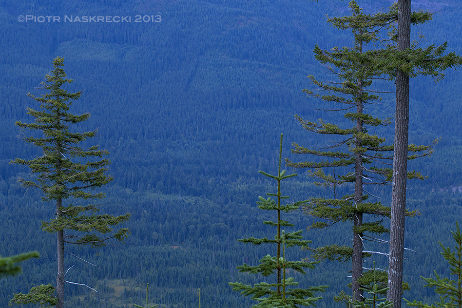 Tall Mountain hemlock (Tsuga mertensiana) are the preferred singing perches of C. monstrosa.