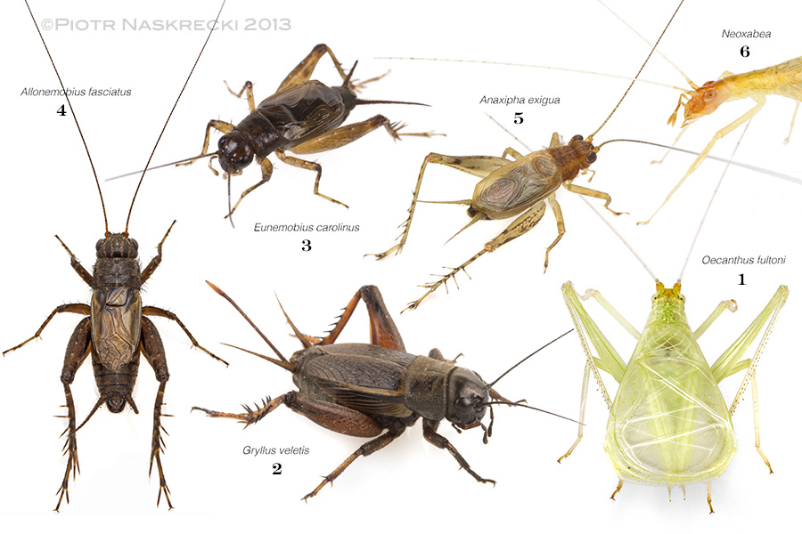 Some of the cricket species I recorded in or near my garden. The number under each name represents the sequence of joining the musical performance in the composite recording below.