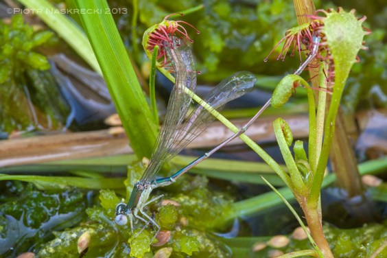 Even an insect as big as a damselfly can fall victim to a sundew.