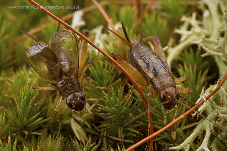 Male Carolina ground crickets (Eunemobius carolinus) are the hardiest of all my garden's musicians, and may continue to woo females with their song well into late November.