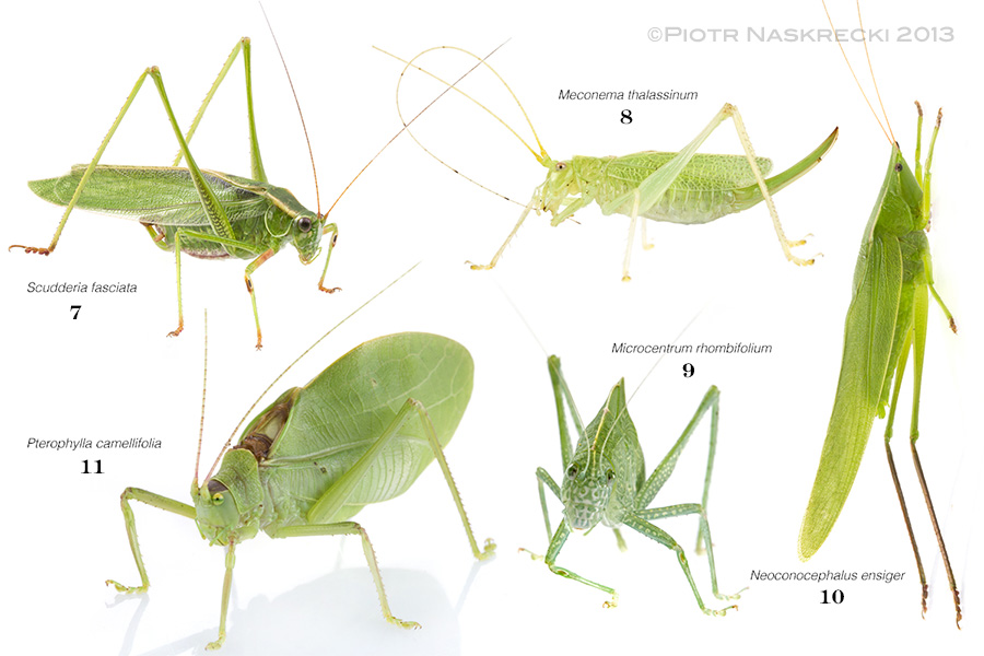 Some of katydid neighbors. Just like with the crickets, the number under each name represents the sequence of joining the musical performance in the composite recording below.