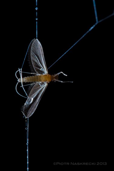 The strands are covered with droplets of oxalic acid, which trap and kill unlucky insects, such as this mayfly, that brush against them in flight.