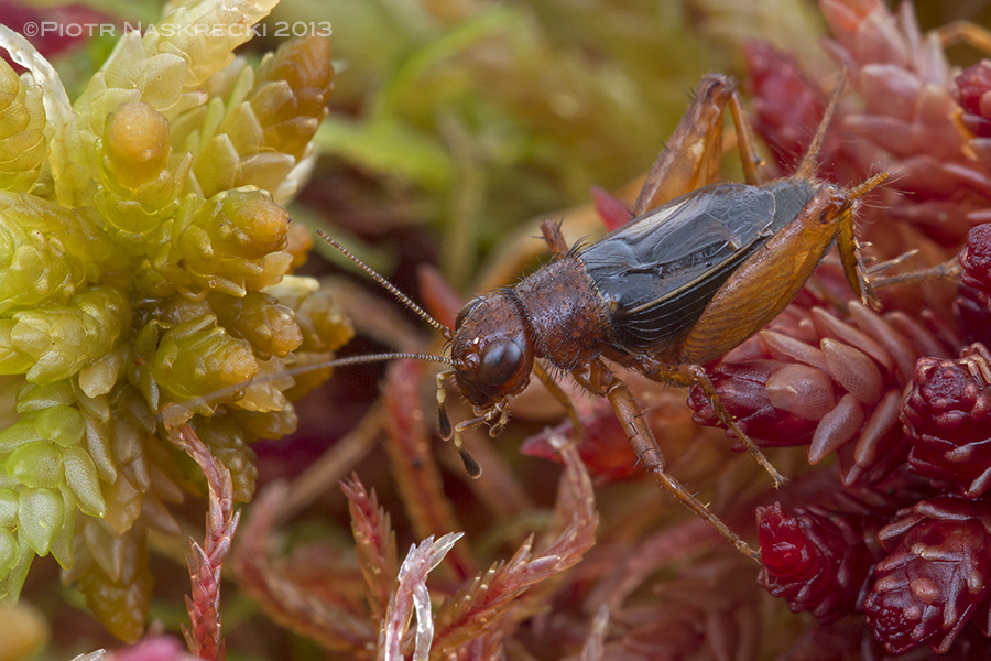 Sphagnum ground cricket (Neonemobius palustris) from Ponakpoag Bog, MA.