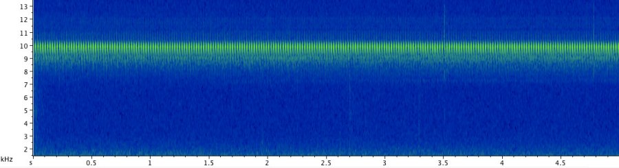 The call of the Sphagnum ground cricket is a soft, high-pitched trill, which is easy to miss unless your are looking for it. Click here to hear the recording of the call at the natural speed, followed by a fragment slowed down 5 times.