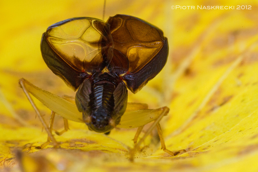 A singing male Handsome trig (Phyllopalpus pulchellus)