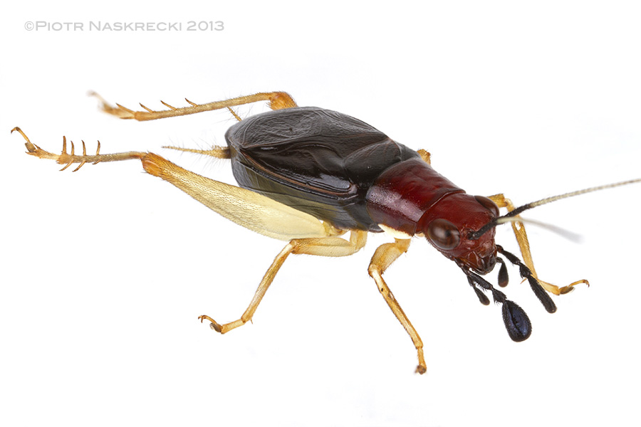 A male Handsome trig (Phyllopalpus pulchellus)