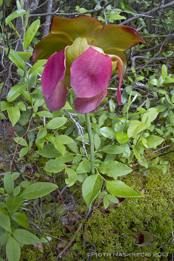The pitchers of S. purpurea are its modified leaves, not flowers. Its true and remarkably beautiful flowers appear in the late spring and, unlike the pitchers, are insect-friendly.