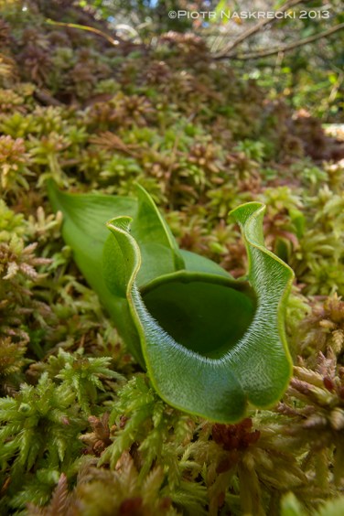 Looking like a hungry snake, the gaping mouth of the pitcher plant (Sarracenia purpurea) invites unsuspecting insects to their death.