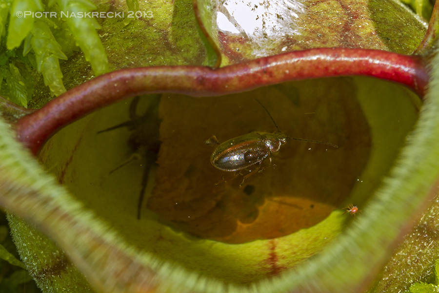 Unlucky insects and arachnids being digested in the pitcher.