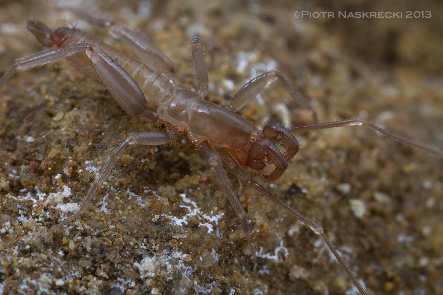 A new, yet unnamed species of the pygmy vinegaroon (Schizomus sp.) from the Footprint Cave.