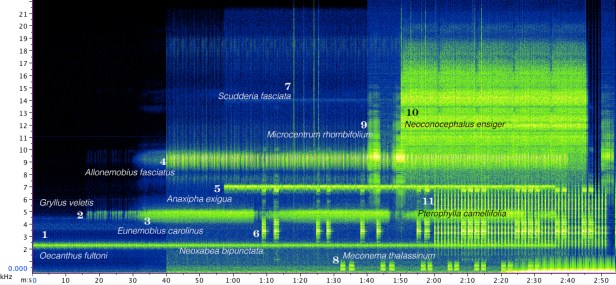 A sonogram of a composite recording of most of the orthopteran species singing in my garden. On a good night I can hear them all, but here I decided to add them one by one to the recording to make each species' song stand out. Click here to listen to this soundscape. Please note that some species (esp. Scudderia and Microcentrum) may not be audible to a certain group of listeners (I am talking about you, men 35 or older; I count myself incredibly lucky for still being able to hear all my local species – but who knows for how long). It will help if you listen to this recording through headphones or external speakers; most built-in computer speakers may not be able to reproduce all frequencies (esp. the low frequency drumming of Meconema). (If you would like to see an animated sonogram with species names appearing as they join the chorus, click here; it is a large file, suitable only for a fast connection.)