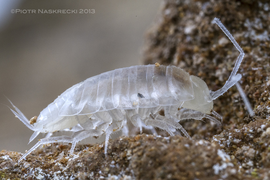 A troglobitic isopod crustacean Troglophiloscia sp.; note its lack of pigmentation and eyes, characteristics typical of cave-dwelling organisms.