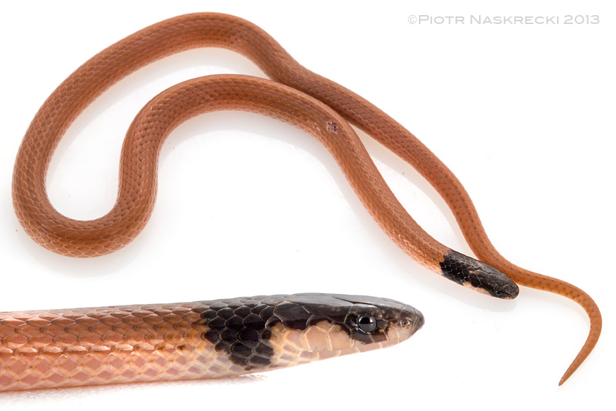 The Cape centipede-eater (Aparallactus capensis) from Gorongosa National Park, Mozambique