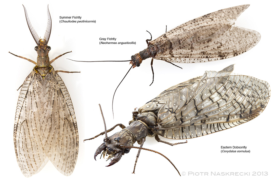 Three species of hugewings common in New England.