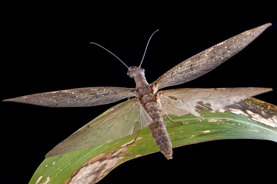 A female dobsonfly taking off from a leaf at night in Tapanti National Park in Costa Rica.