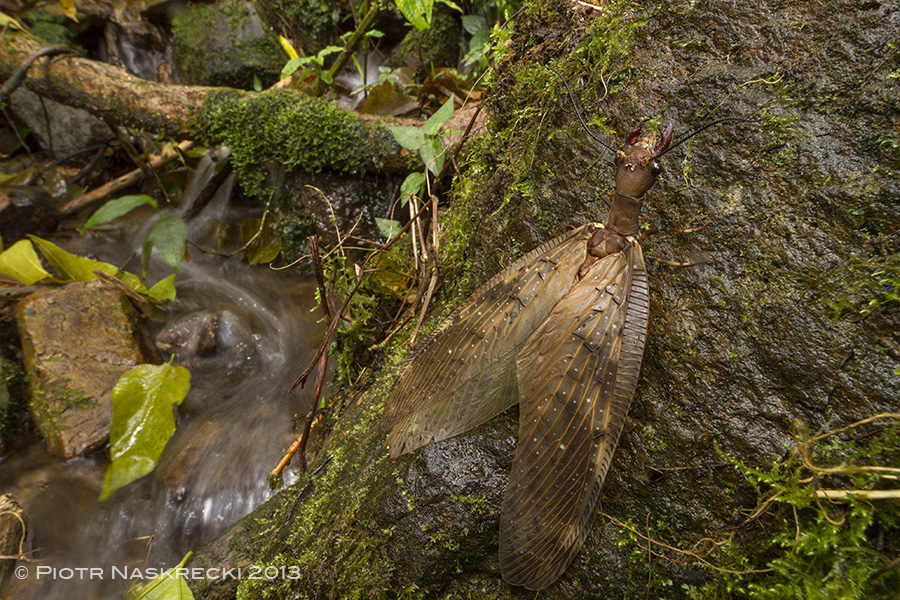 Female dobsonfly in her natural habitat along a stream in Tapanti National Park in Costa Rica.