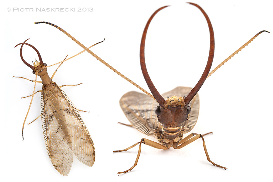 The enormous mandibles of a male dobsonfly (Corydalus)look like formidable weapons, but they are not. The males use them only in ritualized combat with other males and are too weak to use them to pinch or hurt anybody.