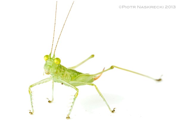 Their huge eyes are a good indication of Glass katydids’ mode of hunting – they are diurnal sit-and-wait predators of small flies and other soft insects. This newly discovered, yet unnamed species from Costa Rica hunts small flying insects along the edges of mid-elevation rainforest.